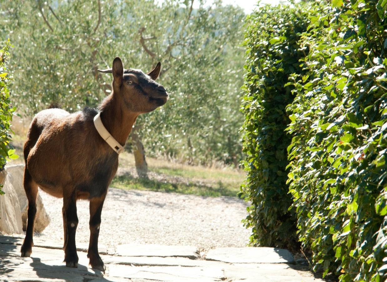 Tenuta Di Forte Sorgnano Gualdo Cattaneo エクステリア 写真